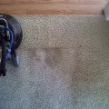 Carpet cleaning greenville